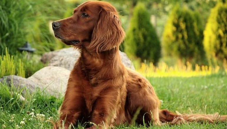  Irish Setters dog breed 
