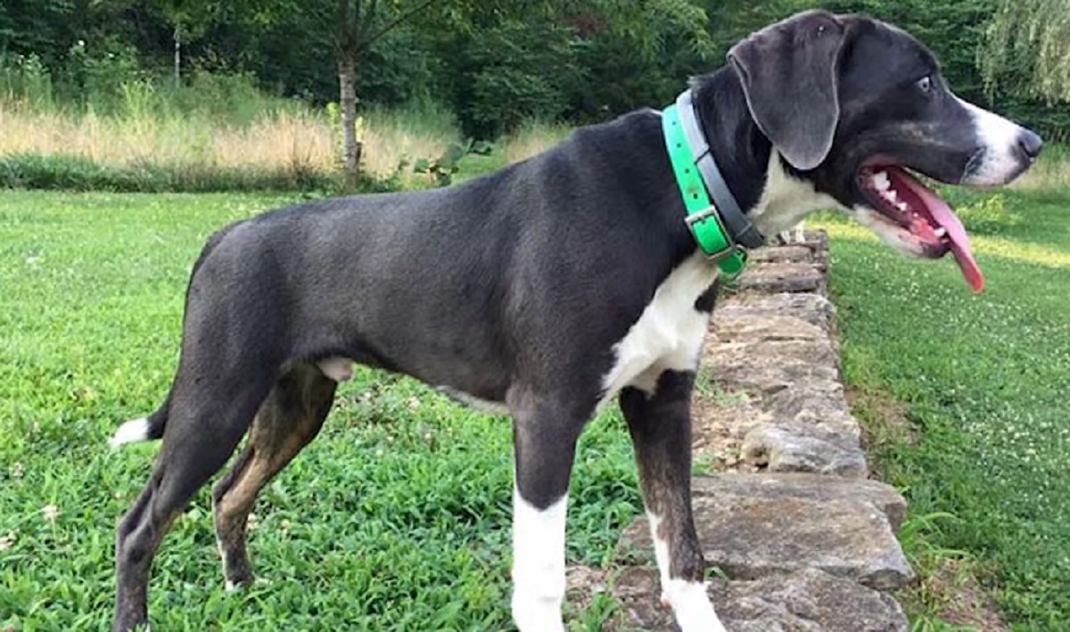 Mountain Cur Facts, Health And Care WAF