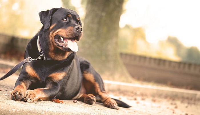 are rottweilers born aggressive