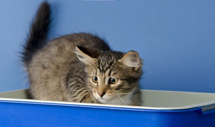 Cat quit using outlet litter box