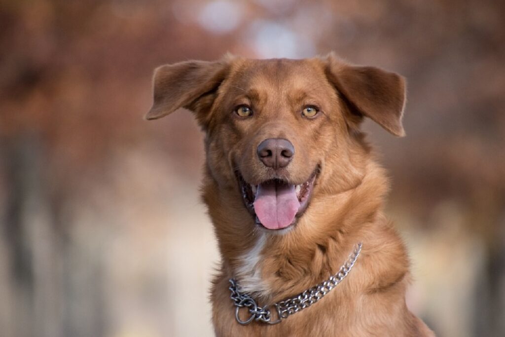 How should you place a prong shop collar on a dog wag quiz