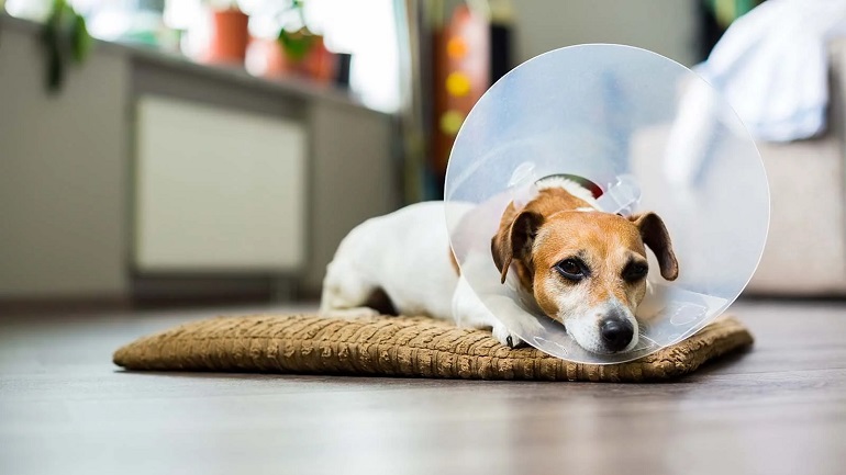 Do dogs get their hot sale period after being neutered