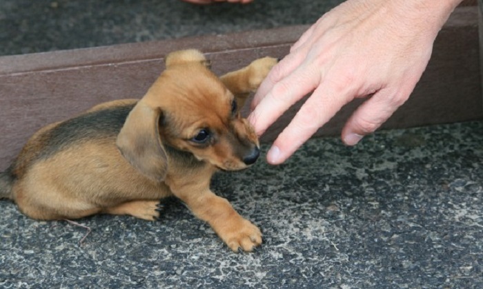 how do you train a cockapoo not to bite