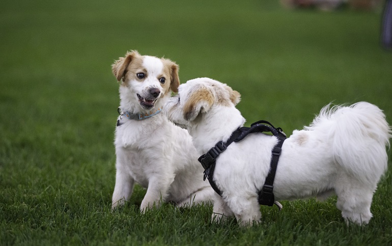 How To Socialize - san diego dog boarding