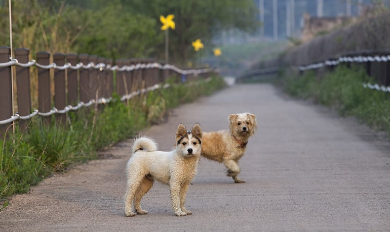 how to socialize dogs