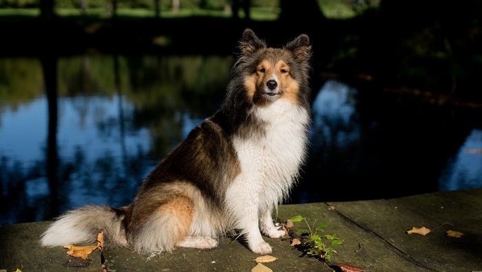 icelandic dog