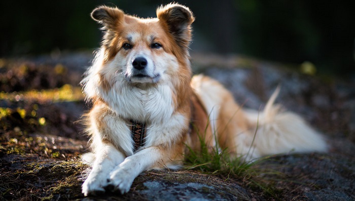 icelandic sheepdog puppies