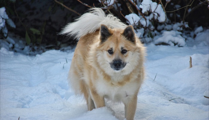 icelandic sheep dog