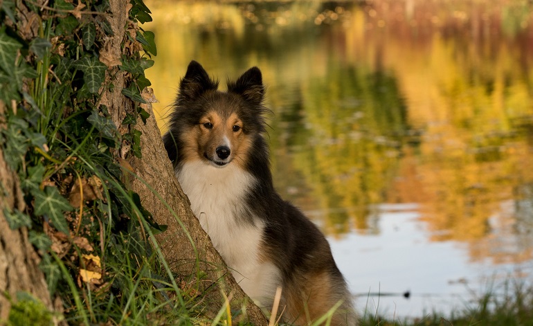 icelandic sheepdog