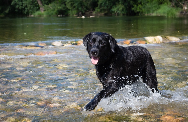 black coated retriever