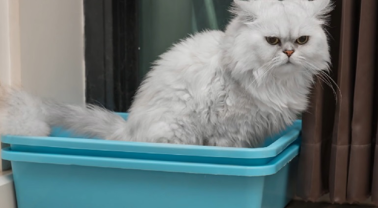 why do cats stop using litter box