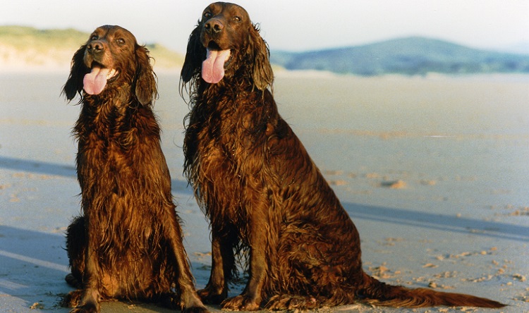 is the irish setter a smart breed of dog