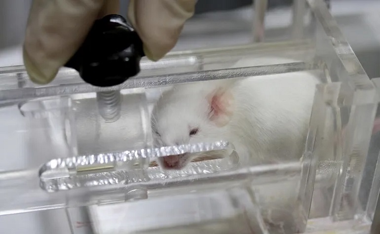 animal experiments should be banned