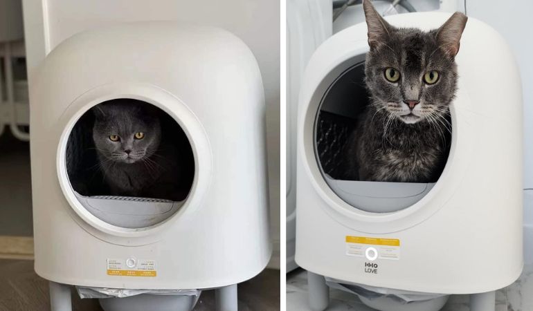 cat sleeping in litter box