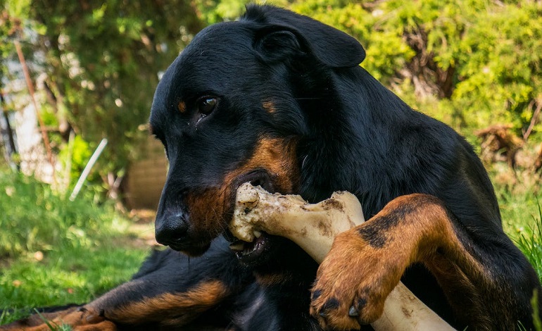 how do you stop a dog from being possessive