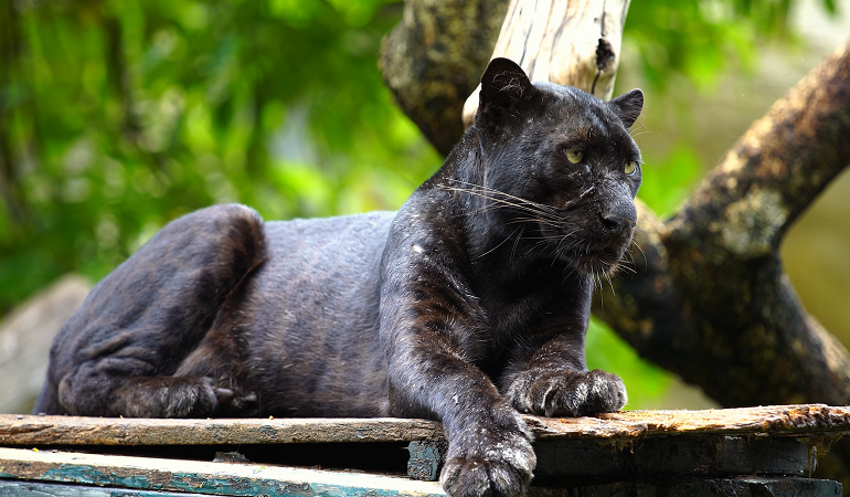 baby black panthers animals