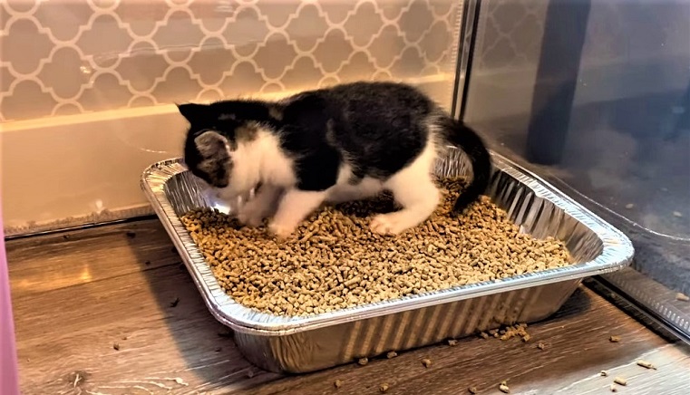 cat not pooping in litter box
