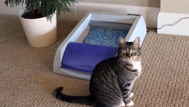 Ways to make clearance litter box not stink