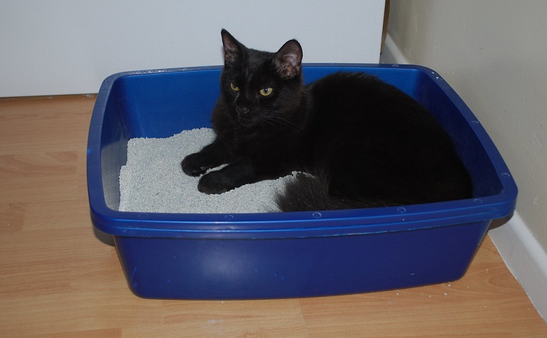 where to put a cat litter box