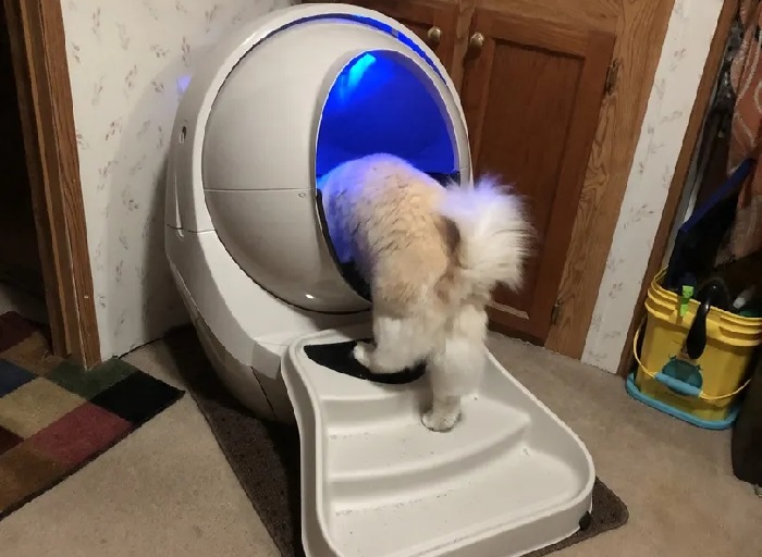 auto litter box