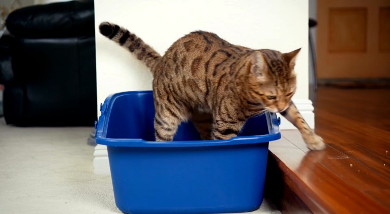 why do cats not use litter box