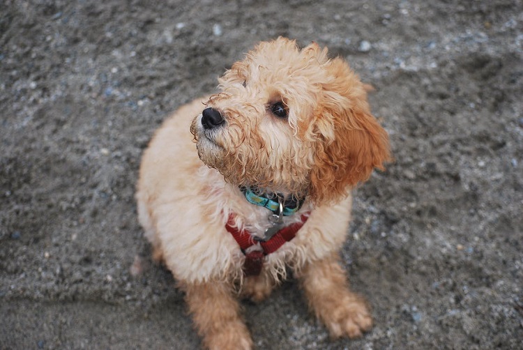 small golden doodle