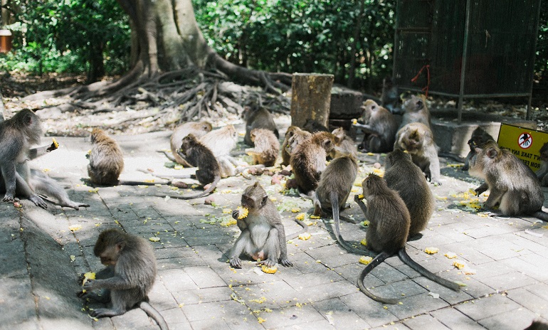 monkey types