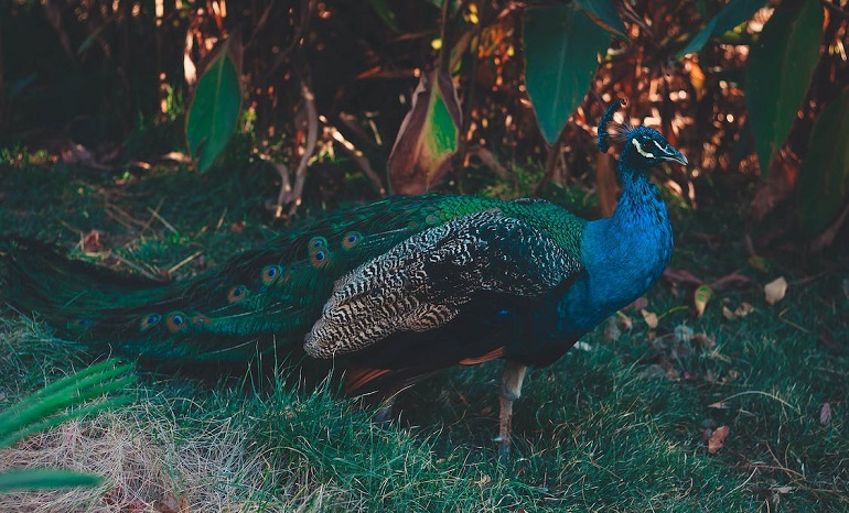 peacock bird