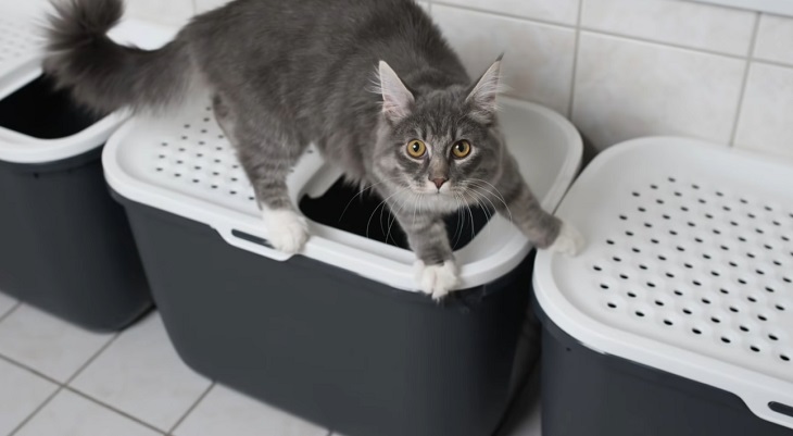 cat not using litter box