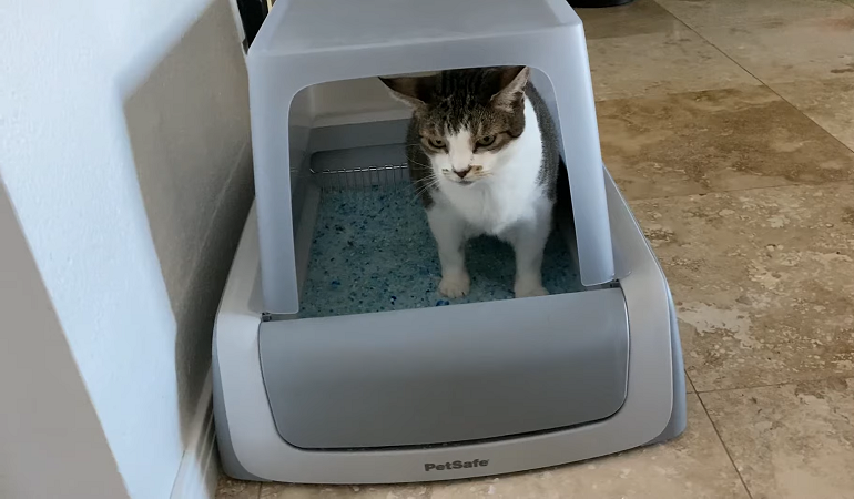 best litter boxes