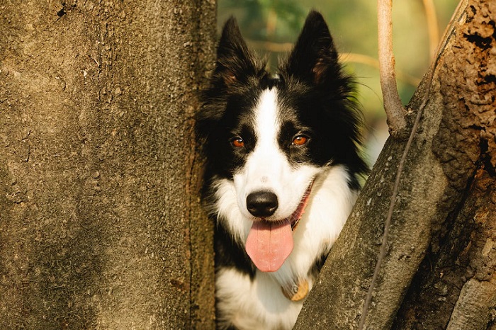 are border collies predisposed for skin conditions