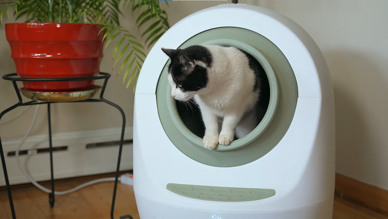 where to put a cat's litter box