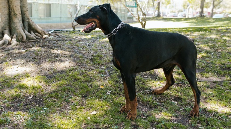 Muscular doberman hot sale