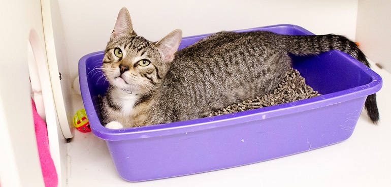 Strong urine smell outlet cat litter box