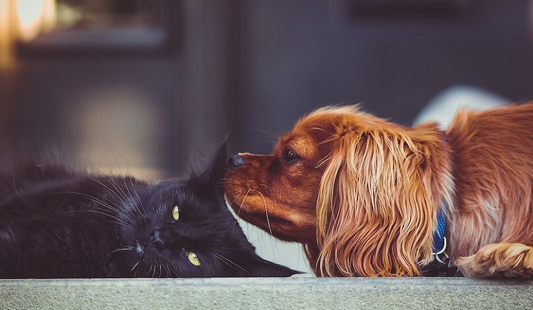 how to introduce a dog to a cat