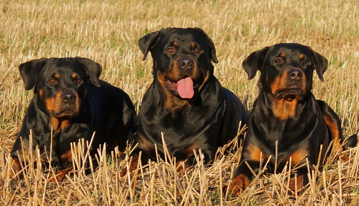 rottweiler puppy