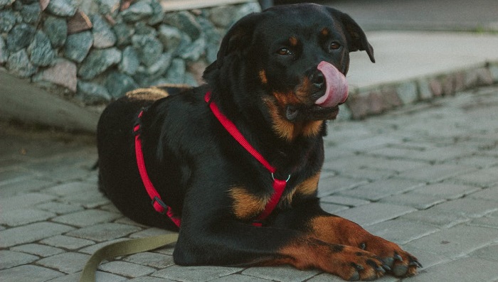 rotweiler