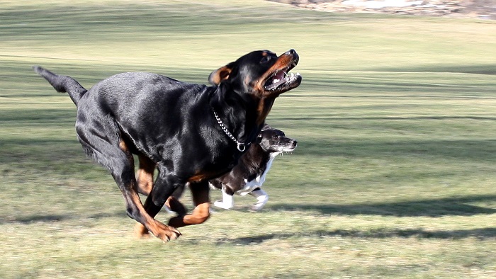 rottweilers