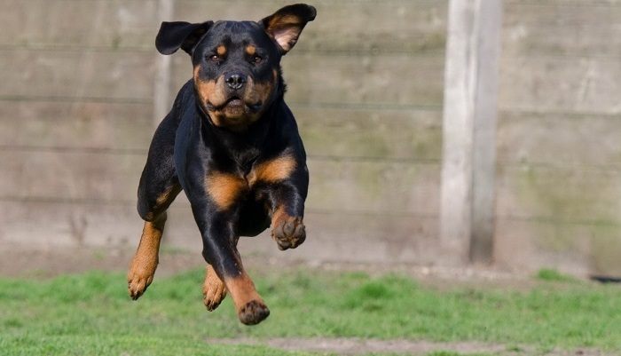 puppy rottweiler