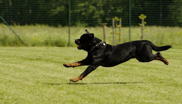 american rottweiler