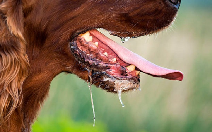 curing dog separation anxiety quickly