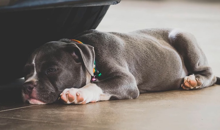 blue nose pitbull puppies