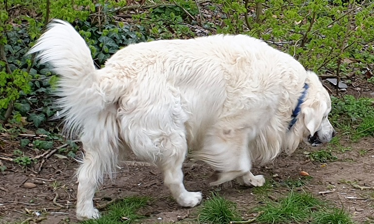 how long do great pyrenees live