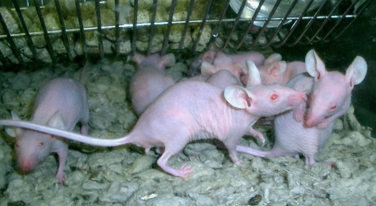 stop animal testing picture
