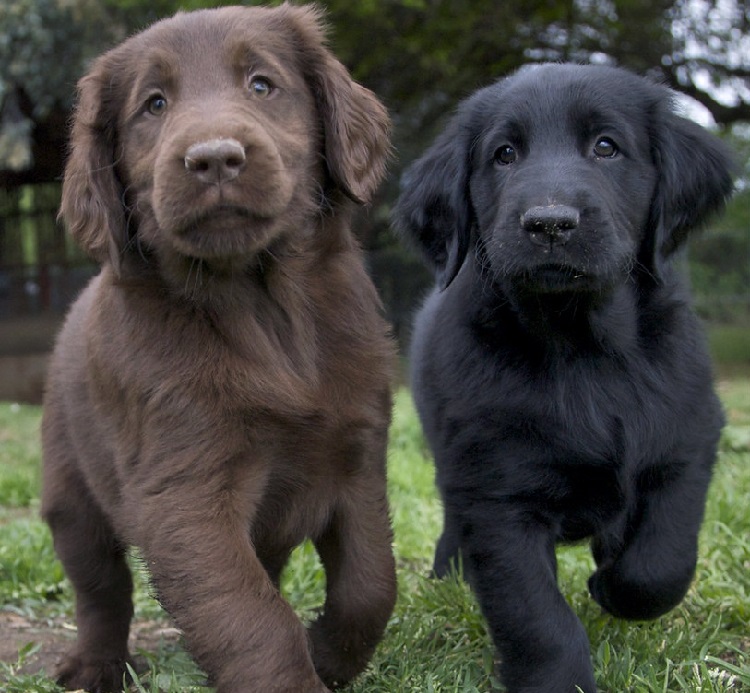 Black flat hotsell haired retriever