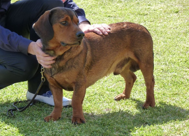 strong alpine dog
