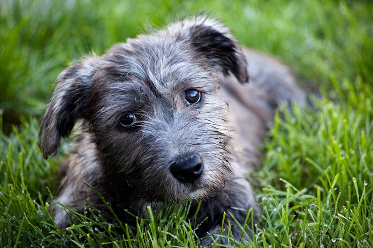 glen of imaal terrier puppy