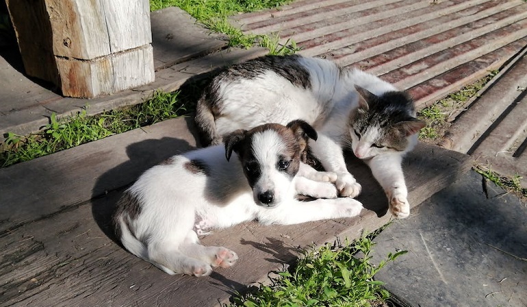 how to introduce a cat to a dog