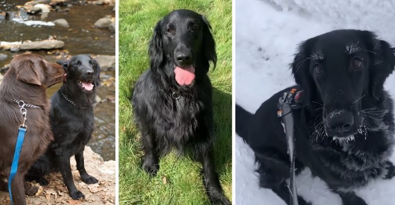 black retriever dogs