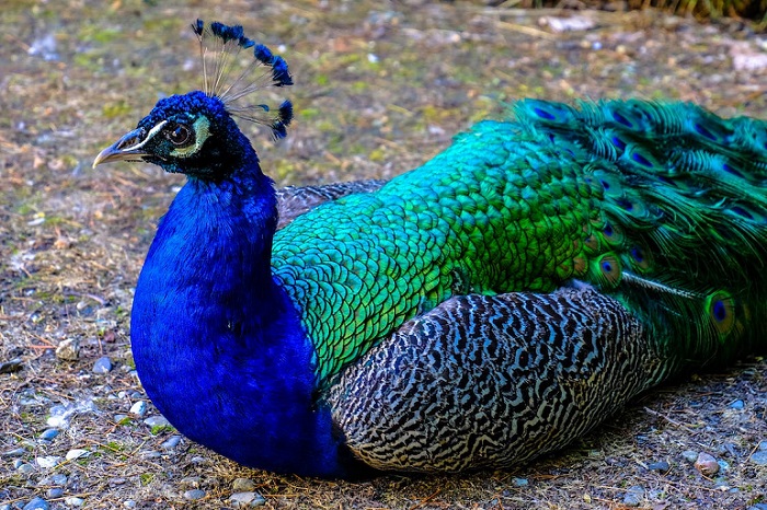 where do peacocks live